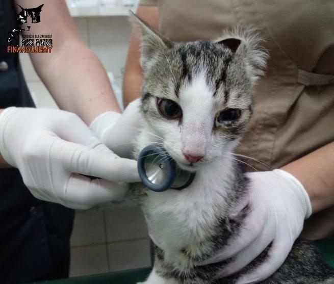 Fundacja dla Zwierząt "Koci Pazur"